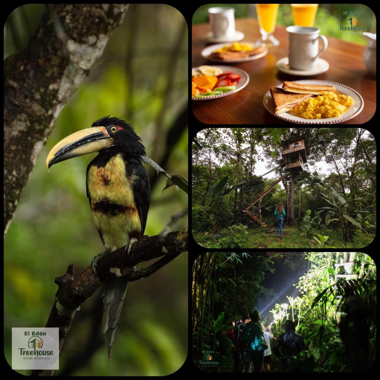 Eden Treehouse Villa Mindo Esterno foto